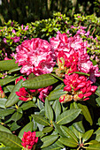 Rhododendron