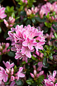 rhododendron obtusum 'Kermesina Rose