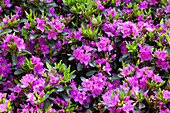 Rhododendron obtusum 'Königstein'