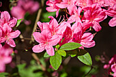 Rhododendron obtusum 'Madame Albert van Hecke