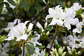 Rhododendron obtusum 'Palestrina'