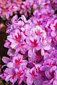 Rhododendron obtusum 'Peppina'®
