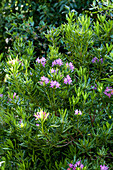 Rhododendron ponticum var. cheiranthifolium