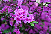 Rhododendron 'Praecox'