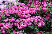 Rhododendron williamsianum 'August Lamken