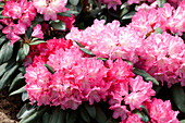 Rhododendron yakushimanum 'Anuschka'