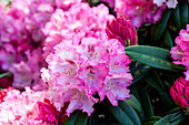 Rhododendron yakushimanum 'Arabella'