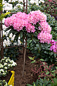 Rhododendron yakushimanum 'Kalinka'