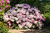 Rhododendron yakushimanum