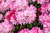 Rhododendron yakushimanum 'Tina Heinje'