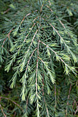 Cedrus deodara 'Feelin' Blue'