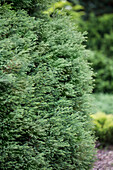 Chamaecyparis pisifera 'Plumosa Compressa'