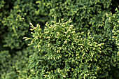 Chamaecyparis pisifera 'Plumosa Compressa'