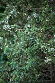 Chamaecyparis thyoides 'Andelyensis'