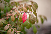 Euonymus alatus 'Compactus'