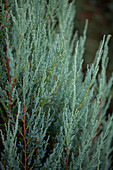 Juniperus virginiana Blue Arrow