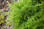 Juniperus x pfitzeriana 'Gold Coast'