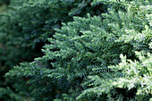 Juniperus chinensis San Jose