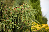Juniperus communis 'Horstmann