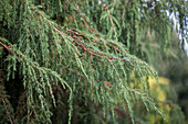 Juniperus communis 'Horstmann'