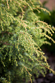 Juniperus communis 'Kalebab'