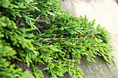 Juniperus horizontalis 'Golden Carpet