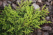 Juniperus communis 'Golden Treasure