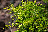 Juniperus media Golden Saucer