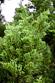 Juniperus chinensis 'Kaizuka'