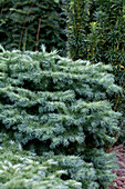 Larix kaempferi 'Nana'