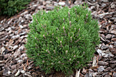 Pinus mugo 'Heath pearl'