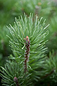 Pinus mugo var. mughus