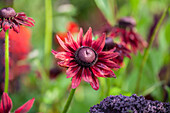 Rudbeckia hirta Cherry Brandy