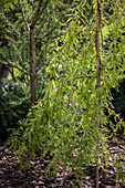 Taxodium distichum 'Cascade Falls'®