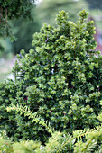 Taxus baccata 'Golden Crown'