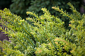 Taxus baccata 'Golden Nugget'
