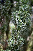 Taxus baccata 'Fastigiata'