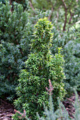 Taxus baccata 'Standishii'