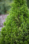 Thuja occidentalis 'Starstruck'