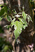 Acer negundo 'Variegatum'