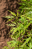 Acer palmatum 'Dissectum Viridis' (Dissectum Viridis)