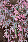 Acer palmatum 'Shirazz'