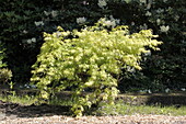 Acer palmatum