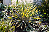 Agave americana Variegata