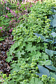 Alchemilla sericata 'Gold Strike'