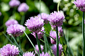 Allium schoenoprasum, violet