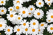 Argyranthemum Crazy Daisy