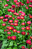 Bellis perennis 'Tasso', pink