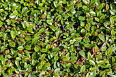 Cotoneaster dammeri