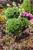 Buxus sempervirens var. arborescens, Pompon